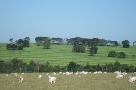 PROJETOS AGROPECURIOS